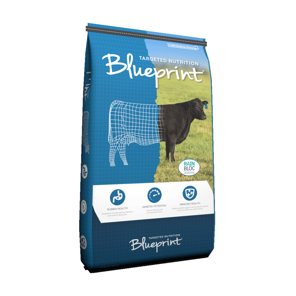 Blueprint RainBloc